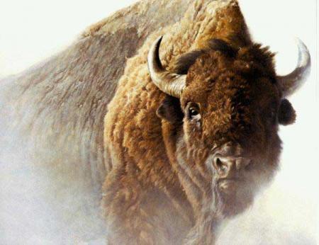 Bison